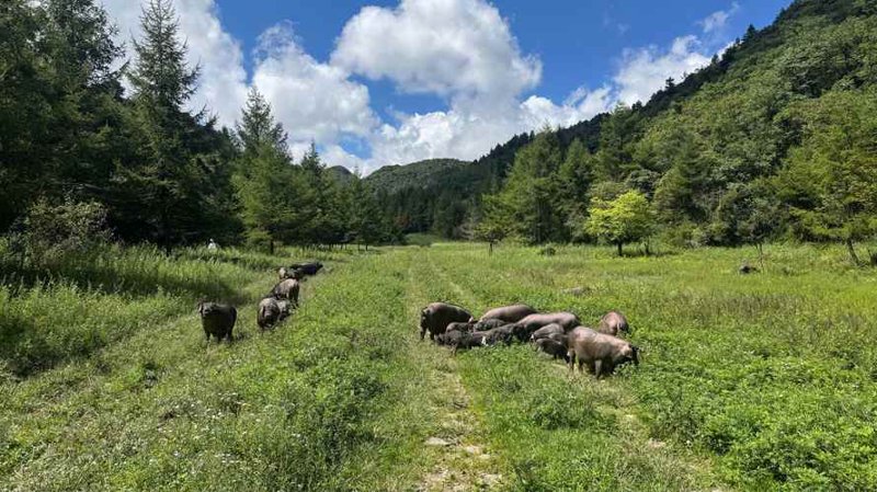 贵州生态养殖：自然与健康的完美融合